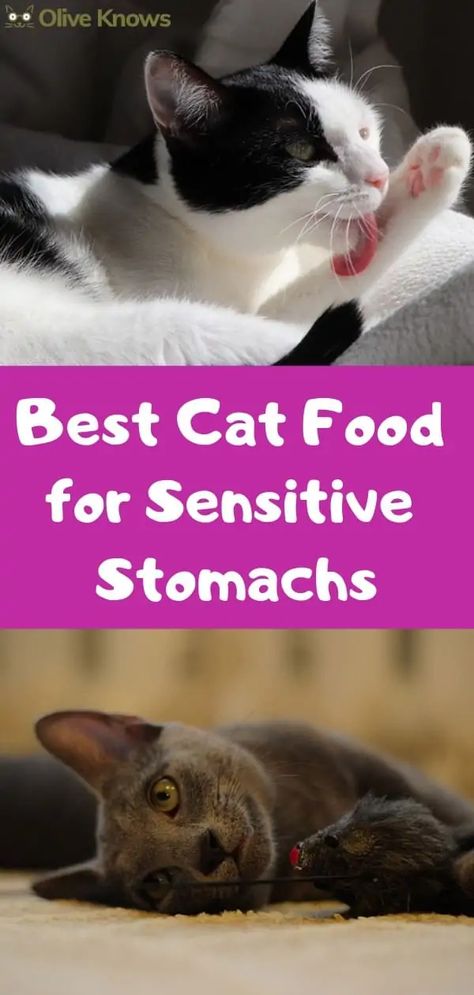 Best Cat Food For Indoor Cats, Cat Breeding, Diy Cat Food, Pet Recipes, Homemade Cat Food, Cat Area, Cat Problems, Sick Cat, Best Cat Food