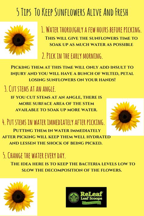 Keep your Sunflowers live longer. Here's how #Sunflower #PlantCare #FlowerCare Sunflower Care Tips, Sunflower Care, Sunflower Facts, Types Of Sunflowers, Sunflower Leaves, Growing Sunflowers, Sunflower Quotes, Plants Care, Giant Sunflower