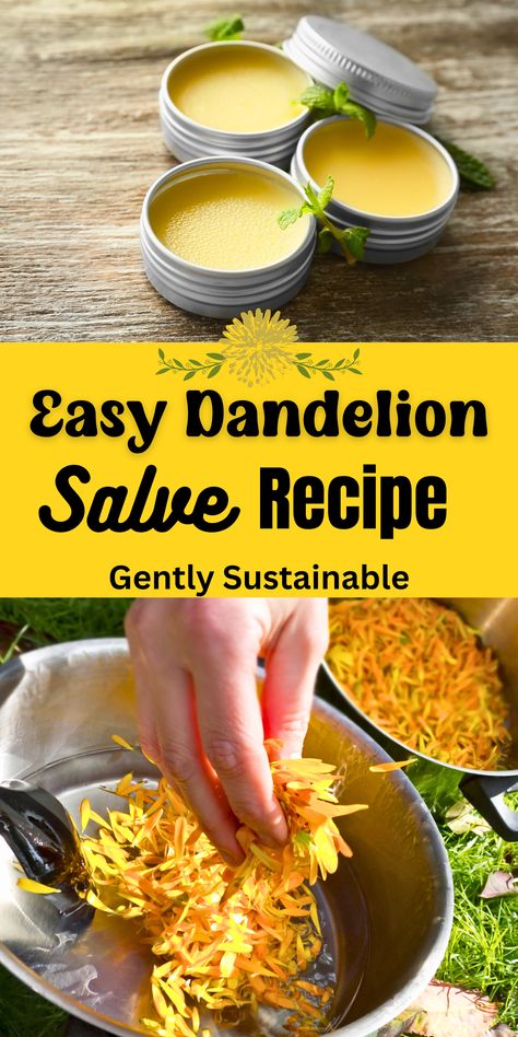 Dandelion is abundant in the springtime, why not make this easy and useful Dandelion Salve recipe?  With just a few ingredients, you can put those dandelions to good use right in your own kitchen! #dandelion #dandelionsalve #dandelionsalverecipe #dandelionuses @dandelionrecipes #foraging #herbalrecipes #herbalmedicine #herbalism #familyherbalism #naturalmedicine Dandelion Salve, Herbal Medicine Recipes, Herbal Remedies Recipes, Diy Herbal Remedies, Foraging Recipes, Salve Recipes, Herbal Salves, Herbal Recipes, Natural Healing Remedies