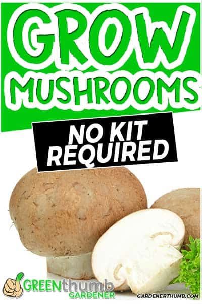 Growing Mushrooms Indoors, Foraging Mushrooms, How To Grow Mushrooms, Grow Mushrooms, Growing Mushrooms At Home, Gardening Tips And Tricks, Mushroom Varieties, Beginner Gardening, Mushroom Kits