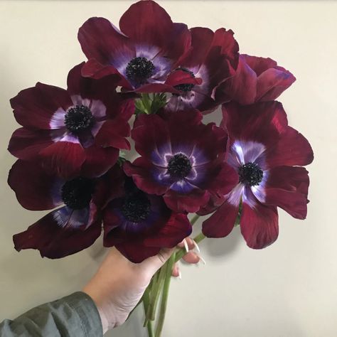 OC Wholesale Flowers | Anemone Burgundy Anemone Bouquet, Anemone Wedding Flowers, Burgundy Anemone, Red Anemone Flower, Purple Anemone Flower, Anenome Flower, Anemone Bridal Bouquet, Object References, Purple Anemone