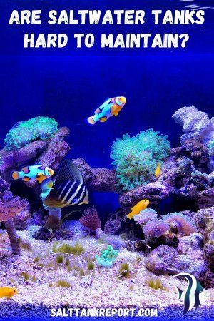 Are Saltwater Tanks Hard To Maintain? (This Might Surprise You) – Salt Tank Report Small Saltwater Tank, Saltwater Tank Setup, Saltwater Aquarium Beginner, Seahorse Aquarium, Saltwater Aquarium Setup, Nano Reef Tank, Ocean Plants, Saltwater Aquarium Fish, Saltwater Fish Tanks