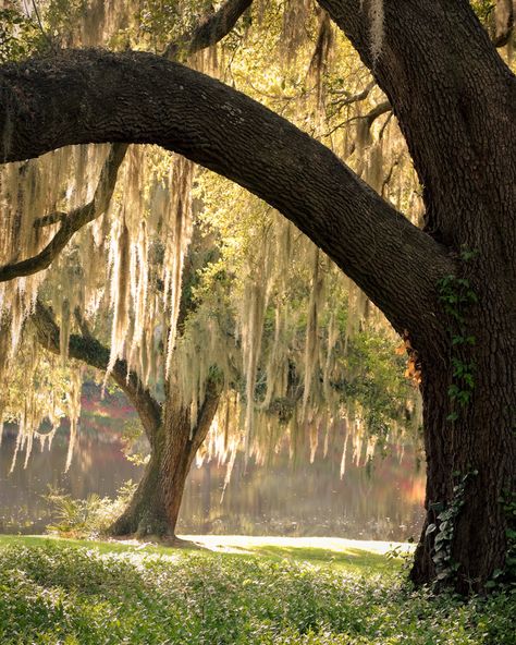 THE FAIRY SWAN - hueandeyephotography: Live Oaks with Spanish Moss,... Spanish Moss Trees, South Carolina Travel, Middleton Place, Southern Life, Spanish Moss, Eye Photography, Nature Aesthetic, Beautiful Tree, Charleston Sc