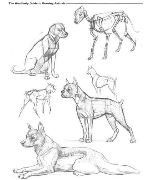 Dog Structure Drawing, Dog Drawing Sitting, Dog Gesture Drawing, Sitting Dog Drawing Reference, Dog Pose Reference Drawing, Dog Sitting Reference, Dog Anatomy Reference, Dog Art Reference, Dog Poses Drawing