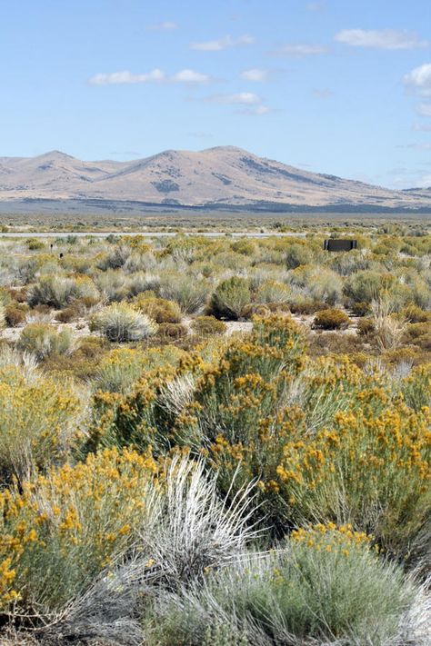 Desert Tattoo, Utah Landscape, Nevada Desert, Desert Photography, Places In California, Southwest Desert, American Southwest, Closer To Nature, Desert Landscaping