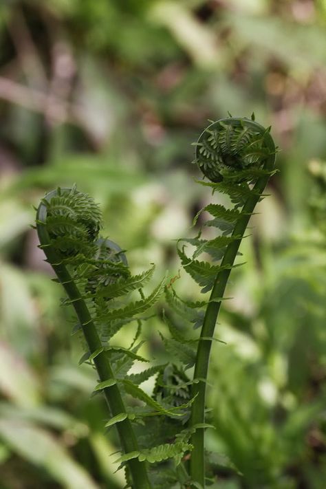 Michigan Foraging, Fiddle Head Fern, Fiddle Heads, Fiddle Fern, Bush Craft, Tattoo Reference, Wild Forest, Nature Spirits, Visible Mending