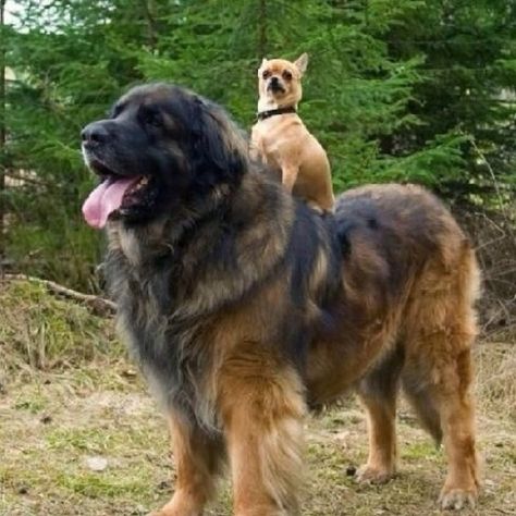 21 Dogs Who Don’t Realize How Big They Are | This dog who’s basically a horse for Chihuahuas. At Dawn We Ride, Velcí Psi, Haiwan Comel, Anak Haiwan, Haiwan Lucu, English Mastiff, Funny Dog Memes, Irish Wolfhound, Haiwan Peliharaan