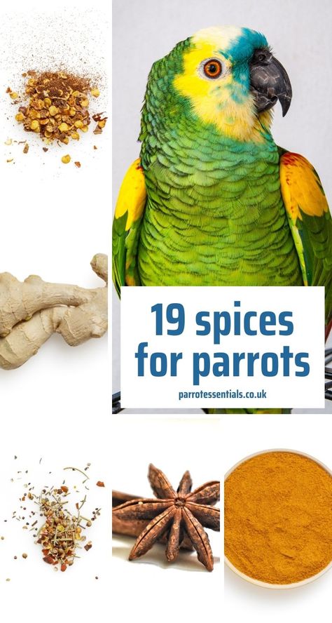 Food for Parrots. Did you know that Spices can add variety to your parrot's diet. 19 Spices that parrots can eat. Sun Conures, Cockatiel Care, Parrot Diet, Bird Person, Conure Bird, Birds Pet, Senegal Parrot, Indian Ringneck, Parrot Food