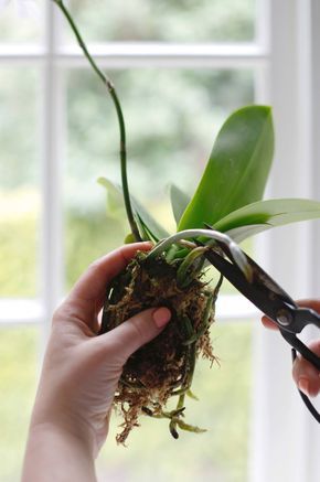 How to Repot an Orchid Step by Step (Without Killing It) Kebun Herbal, Repotting Orchids, Indoor Orchids, Orchid Plant Care, Orchid Roots, Tanaman Pot, Growing Orchids, Orchids Garden, Inside Plants