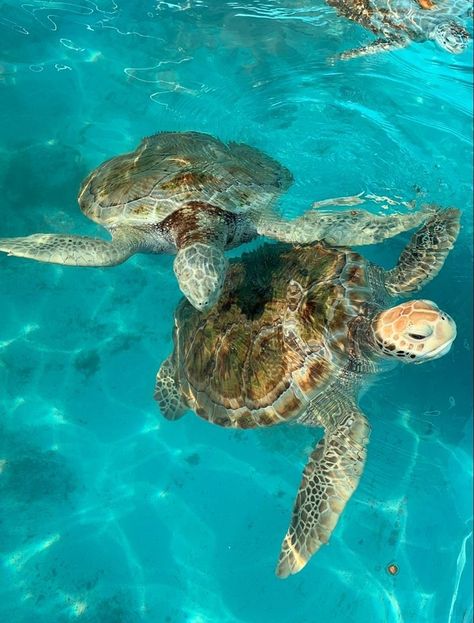 #aesthtic #seaturtles #aestheticseaturtles Sea Turtle Pictures, Wow Photo, Ocean Girl, Beautiful Sea Creatures, Ocean Pictures, Cute Turtles, Ocean Vibes, Marine Biology, Green Sea