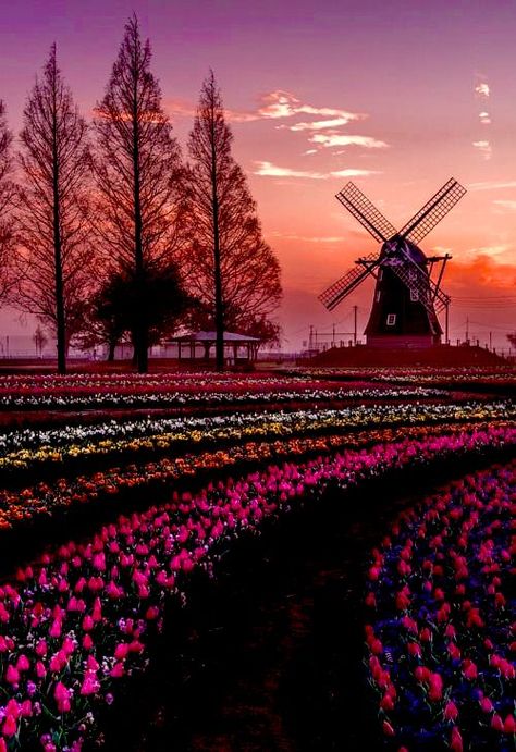 PrincJan on Twitter: "Peaceful Monday 🐇🌸 #NaturePhotography #nature… " Netherlands Windmills, Windmill Landscaping, Tulip Fields, Most Beautiful Flowers, Travel Goals, Beautiful Tree, Railroad Tracks, The Netherlands, Eiffel Tower