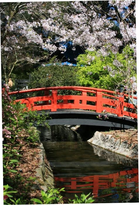 Descanso Gardens May Be The Most Underrated Place In All Of Southern California Descanso Gardens, Luxury Garden Furniture, Berry Garden, Evergreen Vines, French Country Garden, Meteor Garden 2018, Luxury Garden, Garden Route, Botanic Gardens