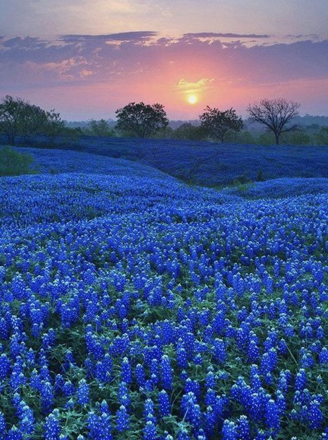 Bluebonnet Field, Aesthetic Vibes, August 27, On Twitter, Twitter, Flowers, Blue