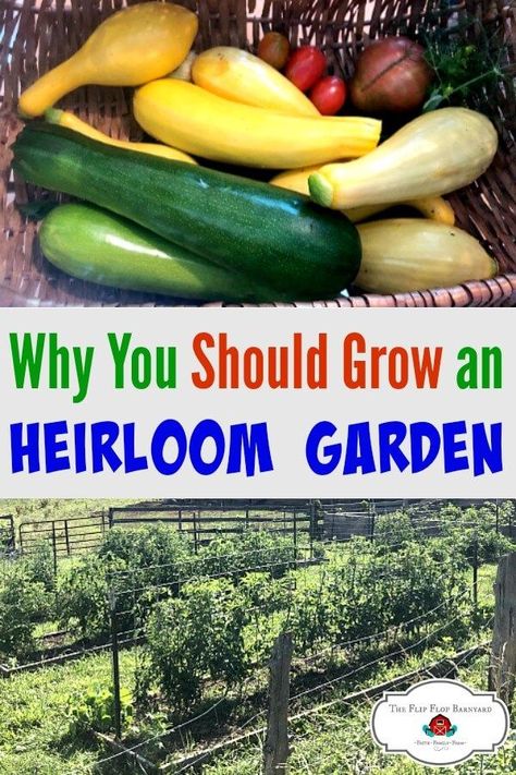 Heirloom Vegetables To Grow, Seed Harvesting, Heirloom Flowers, Heirloom Plants, Laundry Sauce, Heirloom Gardening, Gardening Knowledge, Food Sustainability, Heirloom Garden