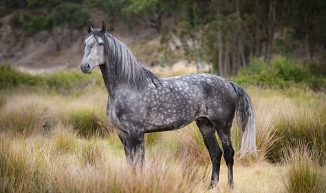 Iberian Horse, Lusitano Stallion, Dapple Grey Horses, Grey Horses, Gray Horse, Lusitano Horse, Painting Animals, Dream Horse, Andalusian Horse