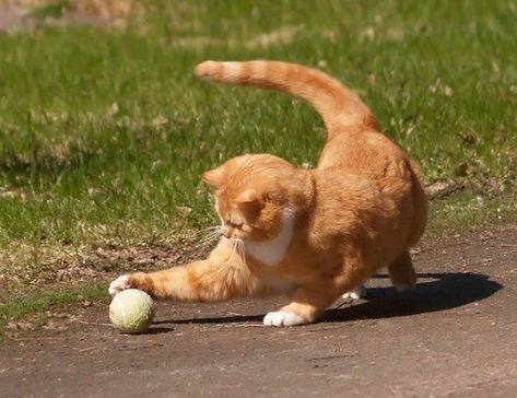 Cat Play Area, Cat Poses, Cat Anatomy, Cat Pose, Pictures Funny, Kittens Playing, Outdoor Cats, Cat Sleeping, Cat Playing