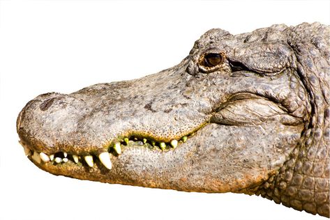 Alligator head isolated on white. An American Alligator head isolated on white b , #spon, #isolated, #head, #Alligator, #background, #American #ad Peter Pan Crocodile, Alligator Image, Alligator Head, Nile Crocodile, American Alligator, Alligator Crocodile, Colored Pencil Artwork, Southern Gothic, Gold Leaf Painting