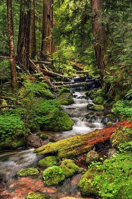 Mossy Rocks, Forest Oregon, Lukisan Lanskap, Forest Camping, Air Mancur, Moss Covered, Mount Hood, Oregon Travel, Tall Trees