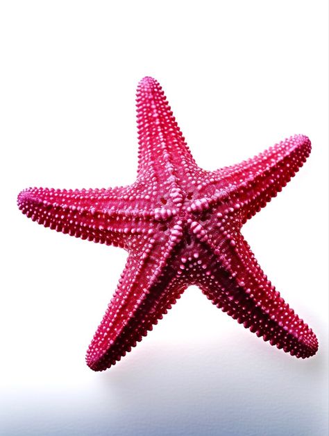 Starfish Reference, Starfish Aesthetic, Star Fish, Star Fish Aesthetic, Pink Starfish Aesthetic, Starfish Astetic, Starfish Photo, Flower Icons, Sea Star