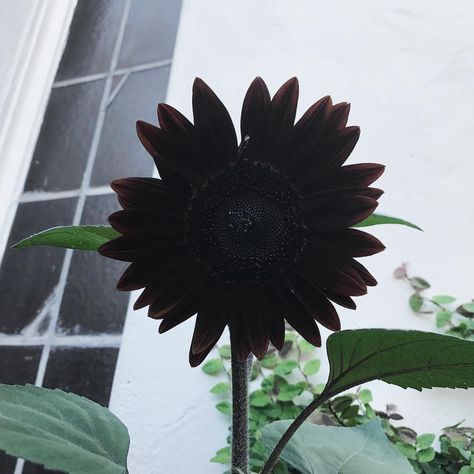 Kat Von D’s All-Black Flower Garden Is Magical AF Black Petunias, Eerie Photos, Witches Garden, Black Calla Lily, Black Sunflower, Goth Garden, Light Purple Flowers, Ginger Flower, Gothic Garden