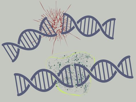 Molecular ‘Super Glue’? How Our Body Repairs Broken DNA Laboratory Techniques, Molecular Genetics, How To Remove Adhesive, Dna Repair, Molecular Biology, Super Glue, Test Tube, Our Body, The Worst