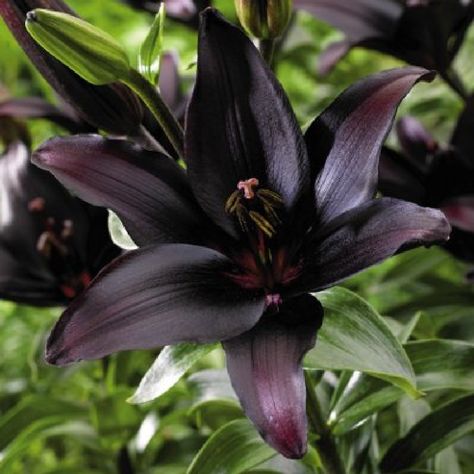 Asiatic Lily Bulbs (Spring-Planted) - Landini - Bag of 25, Early To Mid Summer/Dark Purple Almost Black Flowers Lily Seeds, Goth Garden, Lily Bulbs, Gothic Garden, Asiatic Lilies, Black Garden, Dark Flowers, Spring Plants, Bulb Flowers