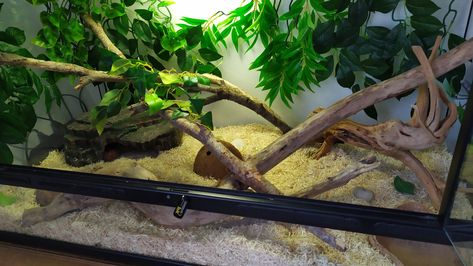 Corn snake terrarium 🐍 Snake Terrarium Ideas, Corn Snake Terrarium, Corn Spaghetti, Corn Snake Enclosure, Snake Terrarium, Snake Enclosure, Snake Tank, Corn Snake, Terrarium Ideas