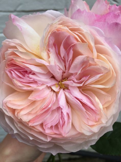 Constance Rose, Old English Roses, Cottage Garden Roses, Heritage Rose, David Austin Roses, Rose Arrangements, Pink Garden, Cabbage Roses, Beautiful Flower Arrangements