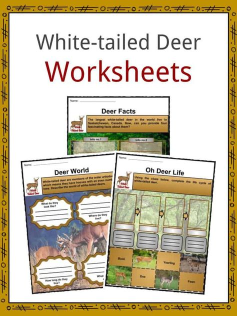 Deer Unit Study, Deer Facts, Deer Habitat, Cycle For Kids, White Tailed Deer, Conservation Activities, Deer Hunting Season, Nursing Home Activities, Nature Studies