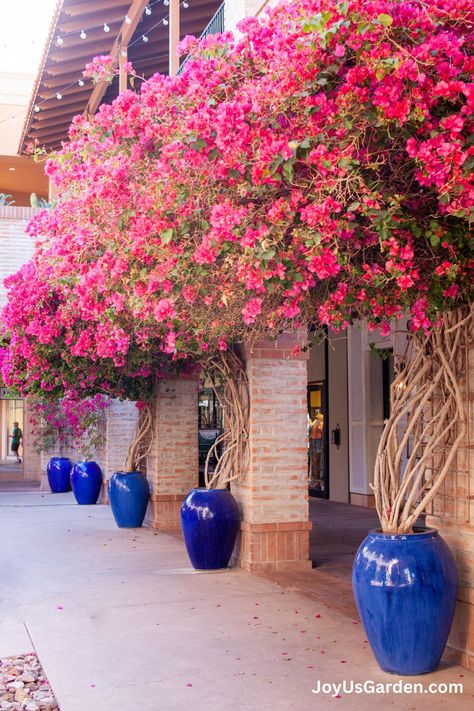 Bougainvillea Planting Ideas, Bougainvillea In Pots, Bougainvillea Trellis, Bougainvillea Care, Bougainvillea Tree, Planters Garden, Outdoor Trellis, نباتات منزلية, Potted Plants Outdoor