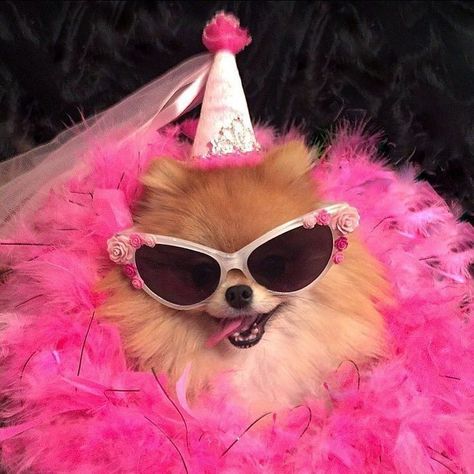 Funny animals, cute animals, fluffy animals - we've done it all. But never have we ever covered animals so serious like these guys. Dog Birthday Pictures, Pom Wonderful, Birthday Memes, Dogs Grooming, Pet Grooming Tools, Birthday Today, Very Cute Dogs, Dog Shedding, Silly Dogs