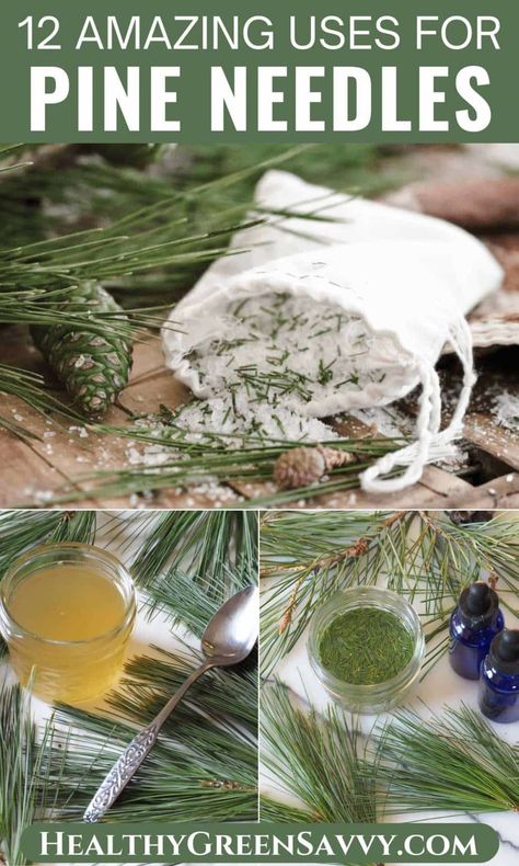 Did you know pine needles are edible? They add lovely pine-y flavor to many delicious recipes, plus they have medicinal properties. Learn what you need to know about foraging and using pine needles, and check out these 12 creative pine needle recipes. | edible wild plants | foraging in winter | medicinal plants | Medicinal Wild Plants, Pine Needle Tea, Pine Needle Crafts, Wild Foraging, Seasonal Eating, Foraging Recipes, Edible Wild Plants, Medicinal Garden, Foraged Food