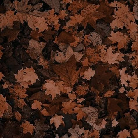 brown leaves Brown Eyes Aesthetic, Brown And Orange, Tableau Art, Brown Wallpaper, Foto Vintage, Dark Academia Aesthetic, Academia Aesthetic, Beige Aesthetic, Aesthetic Colors