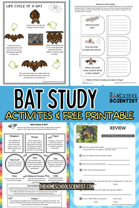 Bat activities and information free science printable Bat Unit Study, Bat Activities For Kindergarten, Bat Worksheets, Bat Facts For Kids, Bats Unit Study, October Homeschool, Bat Lessons, Bats Science, Bat Activities