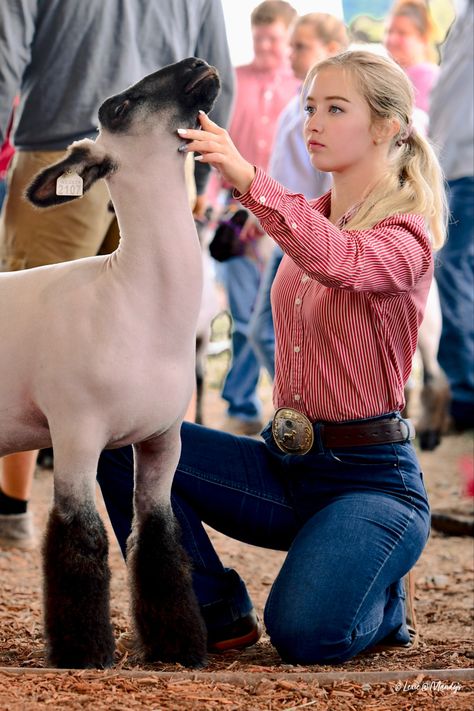 Dairy Cattle Breeds, Cattle Showing Outfits, Livestock Showing Outfits, Dairy Cattle Showing, Showmanship Outfit Livestock, Sheep Showing Outfits, Goat Showing Outfits, Goat Show Outfits, Showing Livestock Outfits