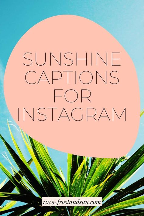 Photo of an agave plant in the sun. Text overlay reads "Sunshine Captions for Instagram." Sun Shine Captions Instagram, Sunshine Makes Me Happy Quote, Positive Posts For Instagram, Sun Shiny Day Quotes, Sunshine Captions For Instagram, Sunshine Vibes Quotes, Quotes Sunny Day, Sunshine And Smiles Quote, Sunny Photo Caption