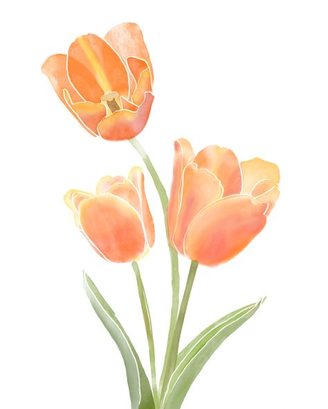 Drawing Orange, Tulips Images, Tulip Drawing, Watercolor Orange, Orange Icons:), Fleur Orange, Tulip Painting, Flower Bedroom, Tulips Art