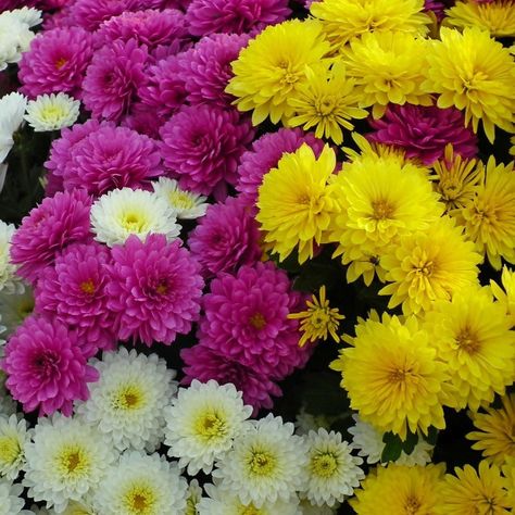 Mum Seeds, Chrysanthemum Growing, Chrysanthemum Seeds, Planting Mums, Fall Mums, Organic Mulch, Plant Tags, Organic Soil, Ground Cover Plants