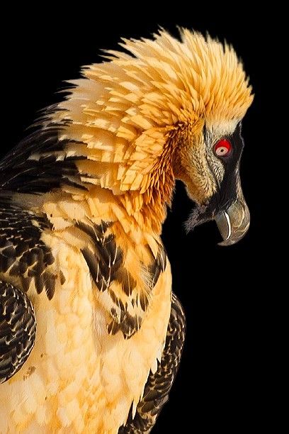 Bearded Vulture Tattoo, Bearded Vulture Art, Red Bearded Vulture, King Vulture, Bearded Vulture, Fish Monger, Red Beard, Desert Environment, Favorite Animals