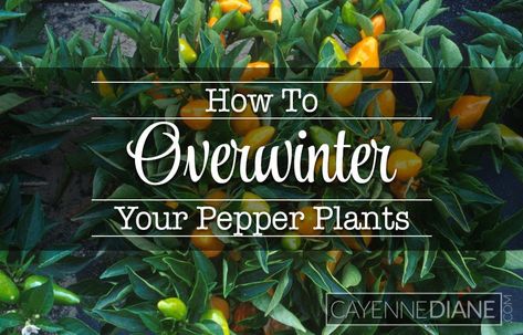 Tips for Keeping Your Pepper Plants Alive Over the Winter - Cayenne Diane Companion Herbs, Companion Planting Layout, Cayenne Pepper Plant, Herb Companion Planting, Planting Layout, Jalapeno Plant, Companion Planting Chart, Cilantro Plant, Companion Planting Vegetables