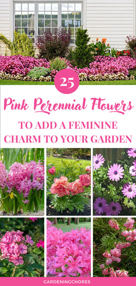 20 Breathtaking Pink Flowering Perennials for All the Seasons Pink Flower Garden Ideas, Pink Flowers Garden Landscapes, Pink Perennial Flowers, Pink Perrenials, Perennial Flowers That Bloom All Summer, Pink Garden Ideas, Preannual Flowers, Perineal Flowers, Pink Flower Bed