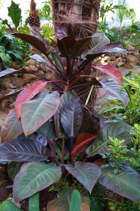 https://flic.kr/p/eX6ibW | Philodendron erubescens 'Imperial Red' (2) Philodendron Martianum, Red Anderson Philodendron, Burgundy Princess Philodendron, Royal Philodendron Varieties, Imperial Red Philodendron, Giant Plants, Philodendron Rojo Congo, Philodendron Imperial Red, Philodendron Erubescens