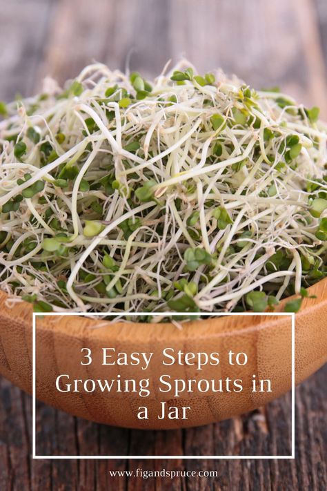 How To Sprout Seeds, Sprouting Chia Seeds, Sprouts In A Jar, How To Grow Sprouts, Sprouts Growing, Sprout Seeds, Grow Sprouts, Microgreens Garden, Microgreens Growing