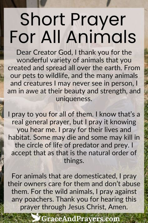 In a world where every creature plays a unique role, this short prayer embraces all animals, seeking divine protection and well-being for them.

Let this concise prayer serve as a reminder of our responsibility to care for and protect animals, recognizing them as integral parts of our global family.

Find a moment of reflection and commitment to the welfare of all animals. Read more about this short prayer for all animals at Grace and Prayers. Pet Prayers, Catholic Devotions, Short Prayer, Magic Secrets, Names Of Christ, Divine Protection, Short Prayers, Earth Angels, Healing Affirmations