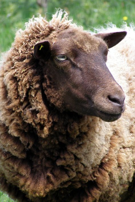 brown ewe (female sheep) Primitive Sheep, Sheep Paintings, Brown Sheep, Baa Baa Black Sheep, Sheep Breeds, Sheep Art, Counting Sheep, Sheep And Lamb, Cute Sheep