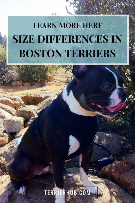 Mini Boston Terrier, Boston Terrier Costume, Boston Terrier Clothes, Brown Boston Terrier, Brindle Boston Terrier, Best Small Dog Breeds, Red Boston Terriers, Baby Boston Terriers, Boston Terrier Puppies