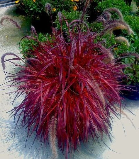 Pennisetum Rubrum "Fireworks" Pennisetum Rubrum, Summer Planters, Fountain Grass, Grasses Garden, Have Inspiration, Ornamental Grasses, Lawn And Garden, Outdoor Plants, Grasses