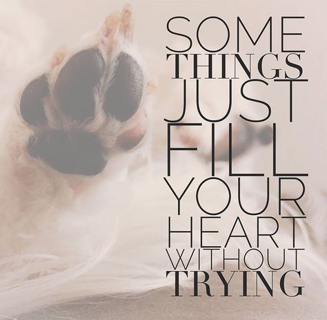 Some Things Just Fill Your Heart Without Trying | Dog Quotes | Hachiko Dog, Puppy Quotes, Dog Quotes Love, Heart Warming Quotes, Famous Dogs, Dog Quotes Funny, Find Quotes, Reading Quotes, Quotes About Life