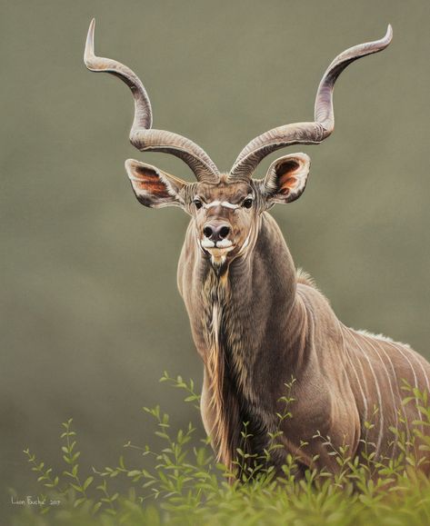 Impala Animal, African Antelope, Photo Animaliere, Africa Animals, Unusual Animals, Majestic Animals, African Wildlife, African Animals, Nature Animals