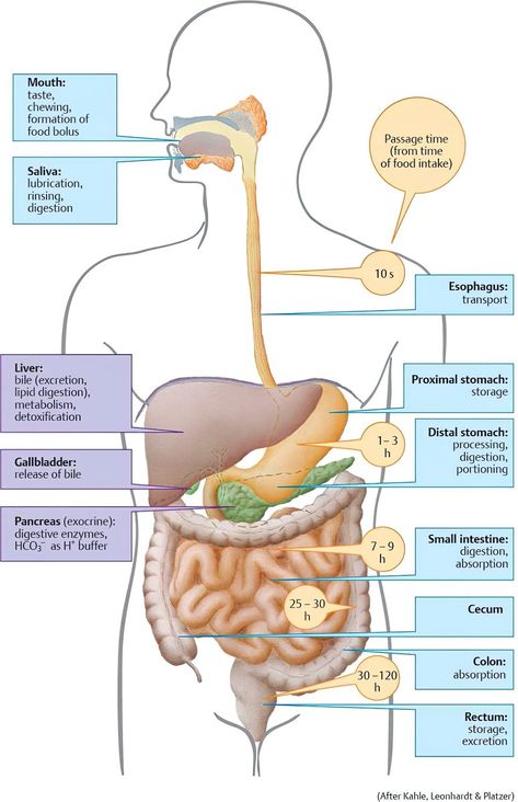 Gi System, Sistem Pencernaan, Airway Management, Limbic System, Health Class, General Surgery, Gi Tract, Medical School Essentials, Medical Anatomy